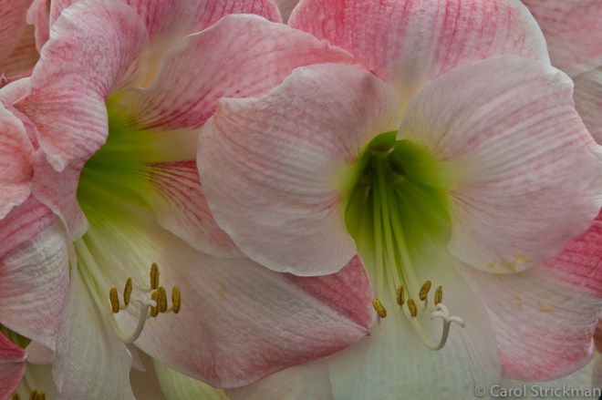 Keukenhof Gardens, The Netherlands
