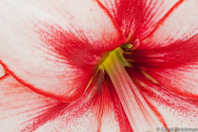 Keukenhof Gardens, The Netherlands