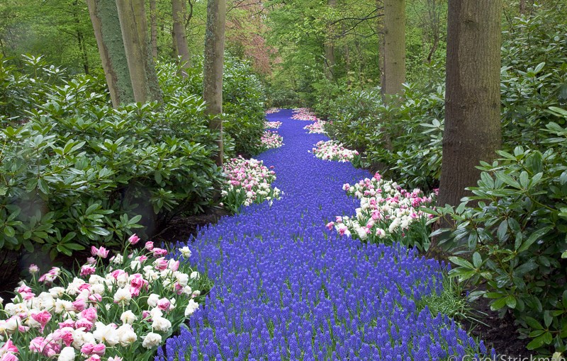 Floral Close-ups and&nbsp;Panoramas