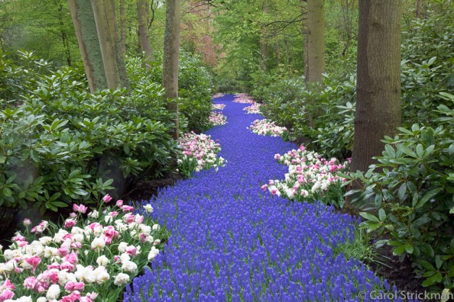 Keukenhof Gardens, The Netherlands