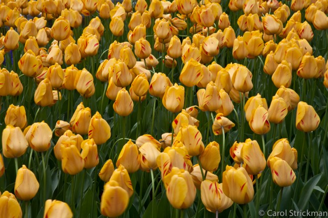 Keukenhof Gardens, The Netherlands
