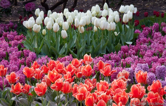 Keukenhof Gardens, The Netherlands