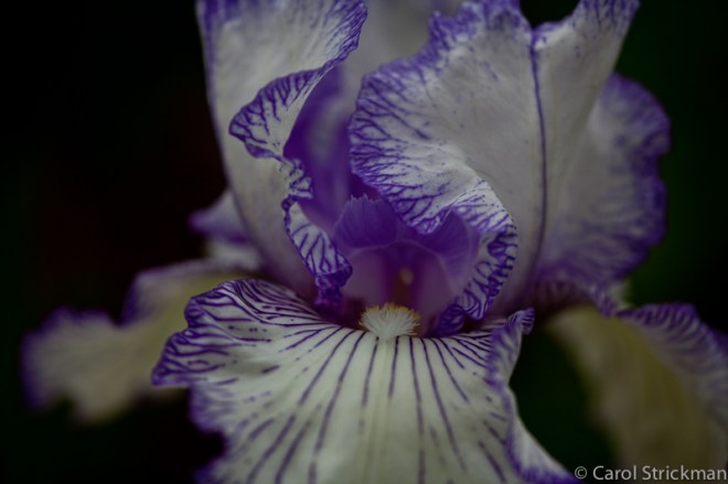 Prints are produced with archival digital pigmented inks. This is a limited edition of 25 each signed and numbered by Carol Strickman.