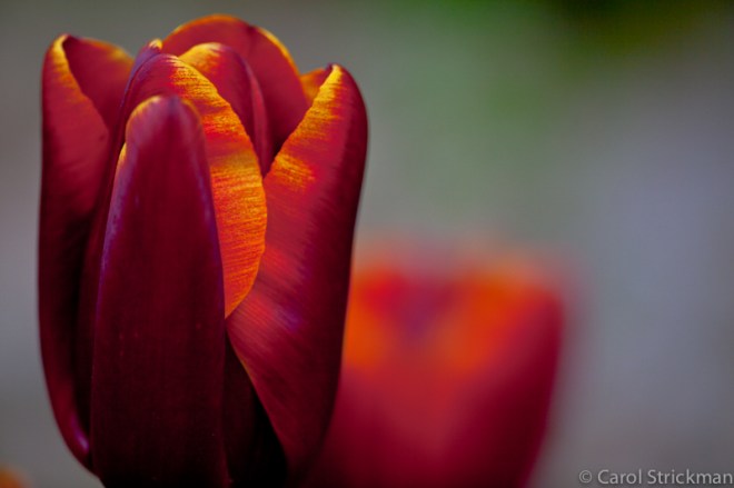 Keukenhof Gardens, The Netherlands