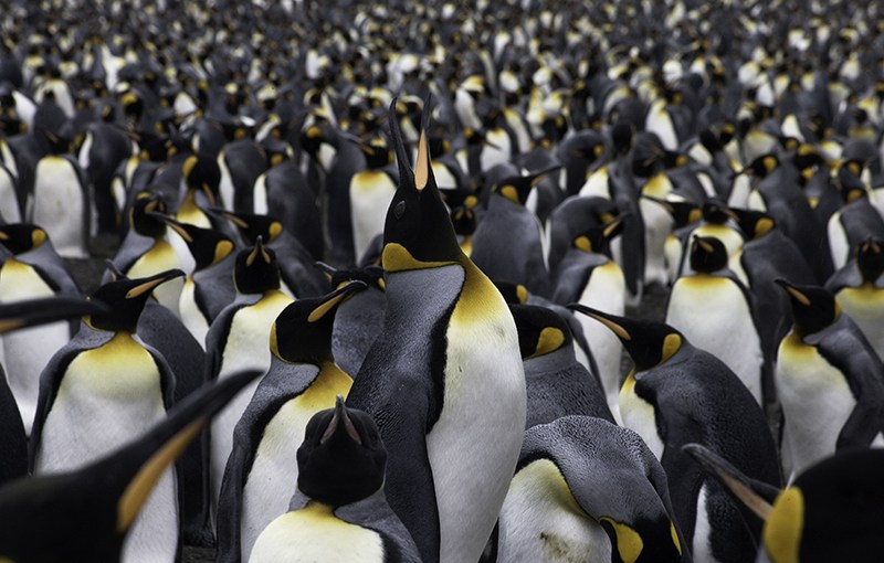 Icebergs, Water and&nbsp;Penguins